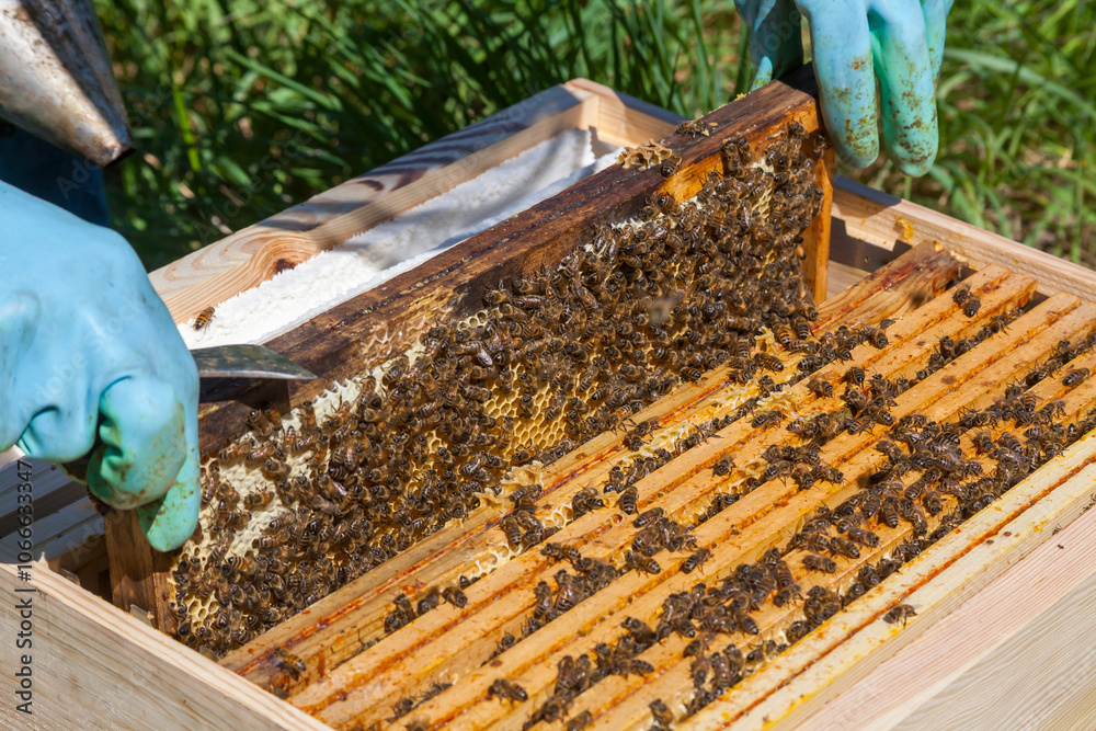 Apiculture - Apiculteur tenant un cadre de cire au dessus d'une ruche, lors d'une visite sanitaire et inspection du rucher Apiculture - Apiculteur tenant un cadre de cire au dessus d'une ruche, lors d'une visite sanitaire et inspection du rucher