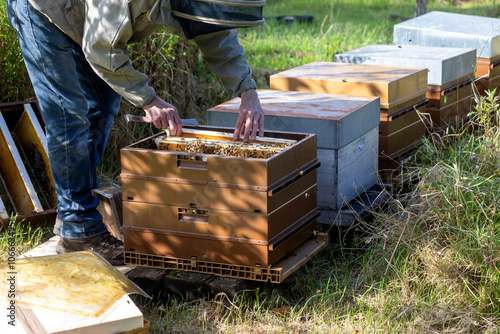 Obraz na plátně Apiculture - Apiculteur tenant un cadre de cire au dessus d'une ruche, lors d'une visite sanitaire et inspection des ruches