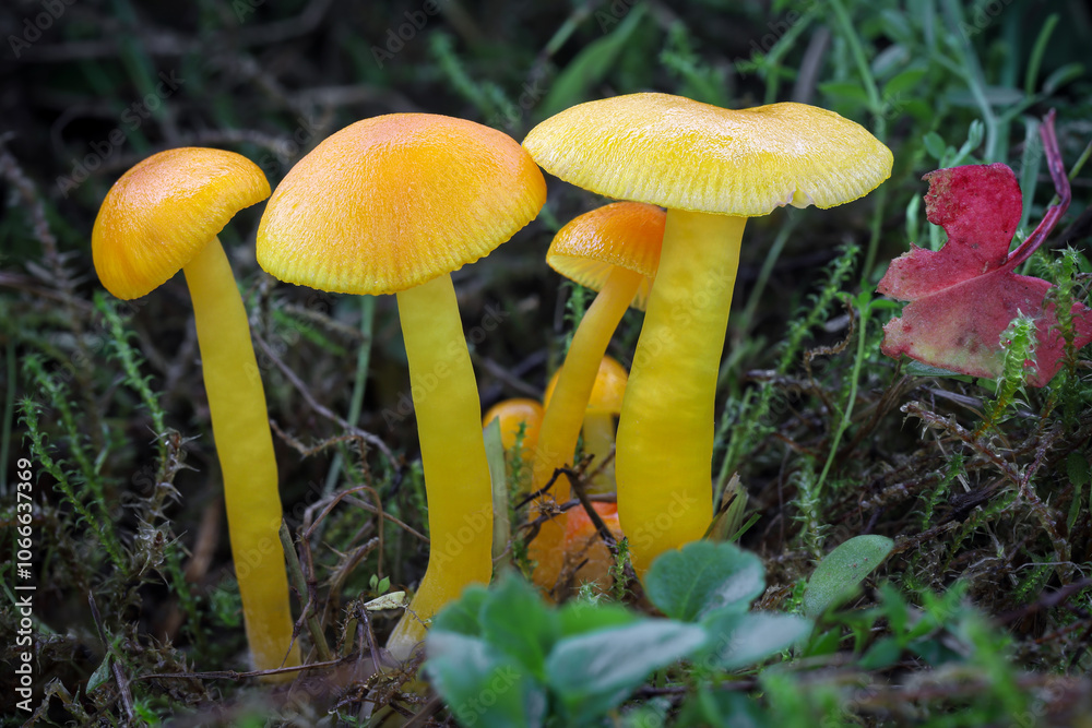 Hygrocybe ceracea mushrooms commonly known as Butter Waxcap Hygrocybe ceracea mushrooms commonly known as Butter Waxcap