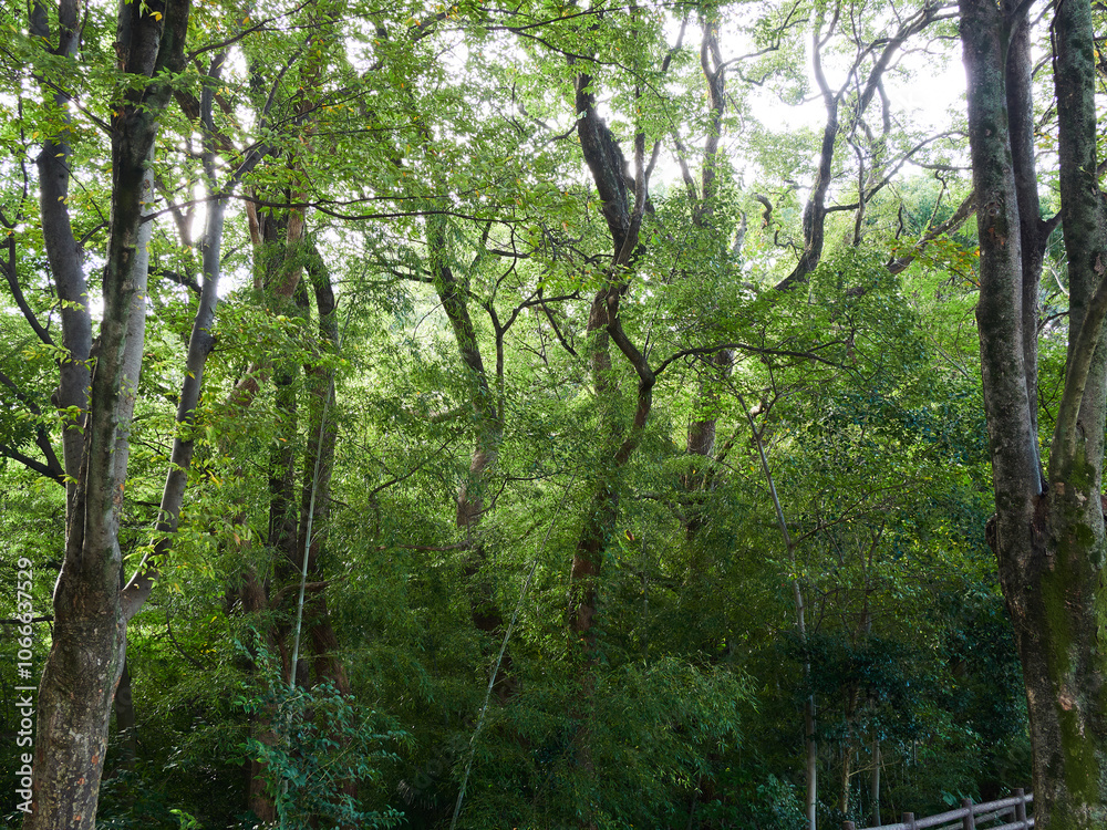 Naklejka premium 秋の公園の森と散策道の風景