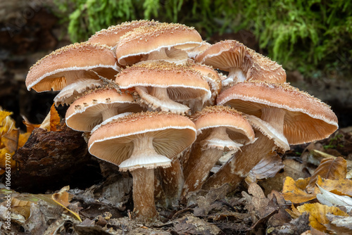 Detail shot of edible Armillaria mushrooms known as honey fungi in autumn forest photo