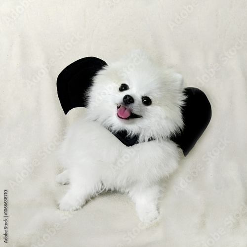 Adorable pomeranian on a cream background in a bat costume.