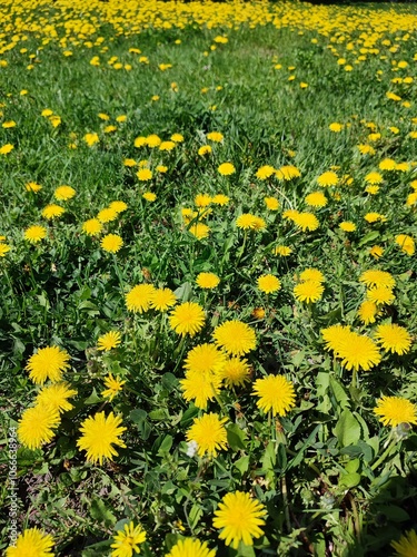 field of dandelions