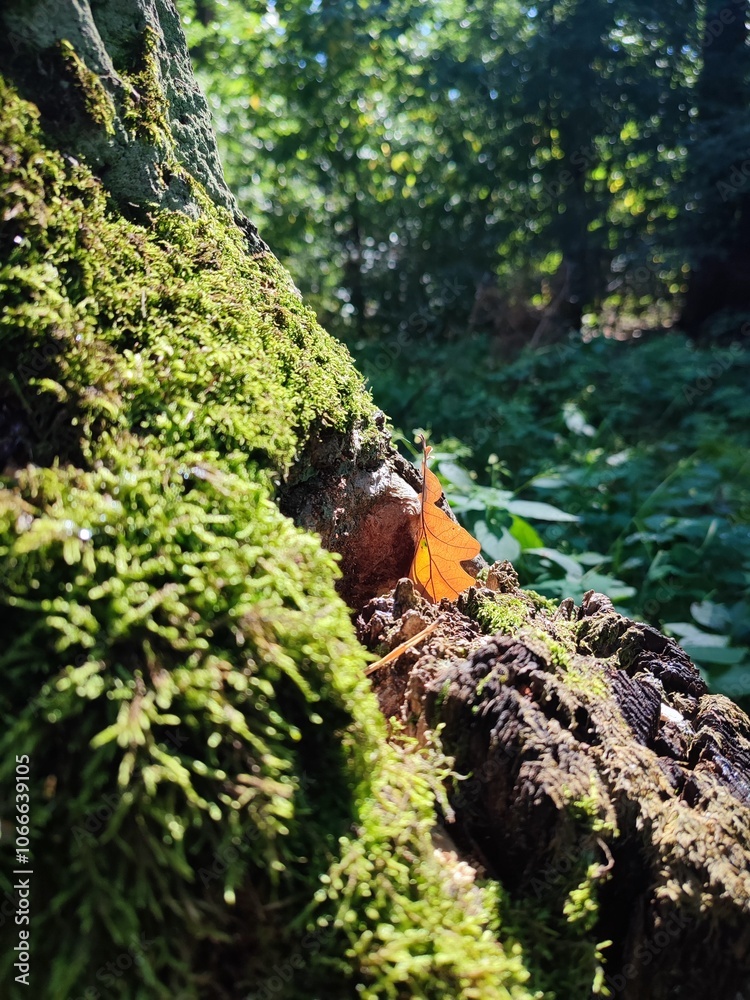 moss on the rock moss on the rock