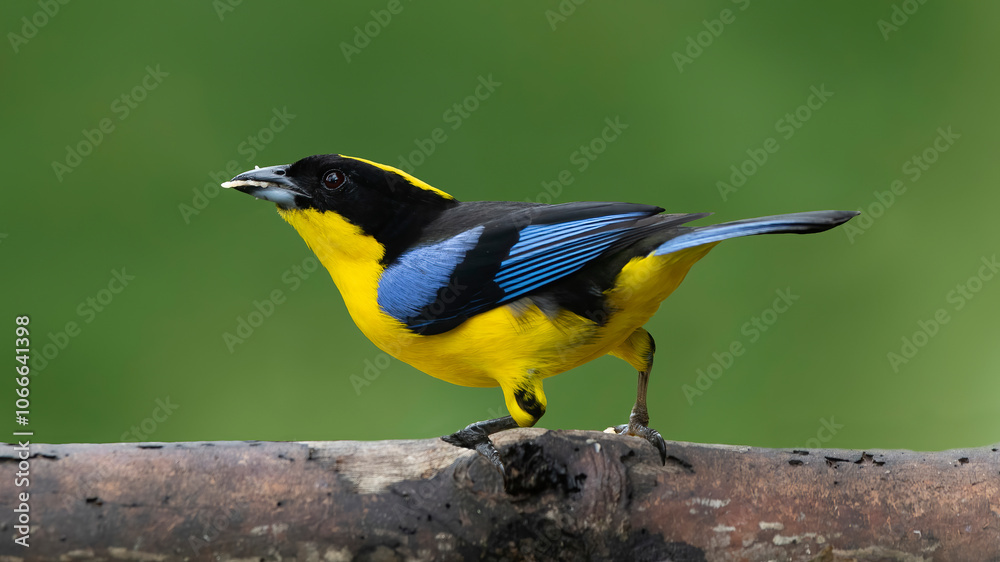 Tangara Aliazul, Blue-winged Mountain Tanager, Anisognathus somptuosus.