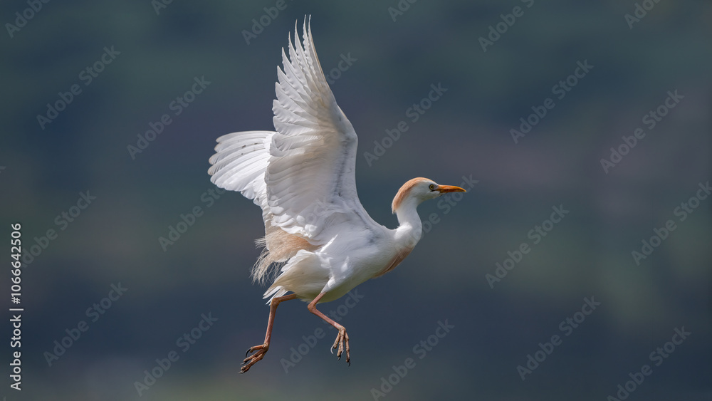 Cattle Egret (Bubulcus Ibis) flying in Chobe National Park