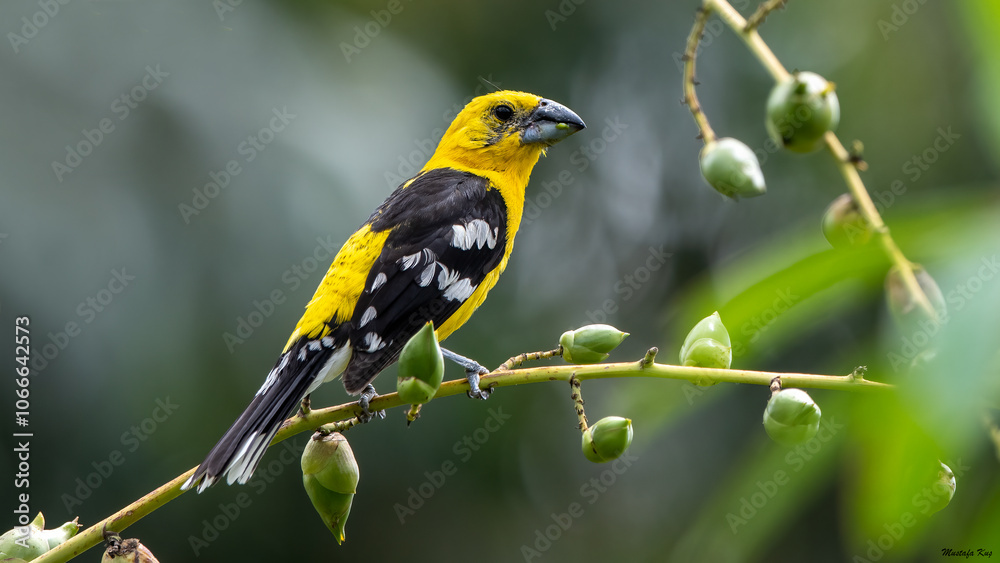 Yellow Grosbeak, Cardinal jaune, Picogrueso Amarillo, Pheucticus Chrysopeplus