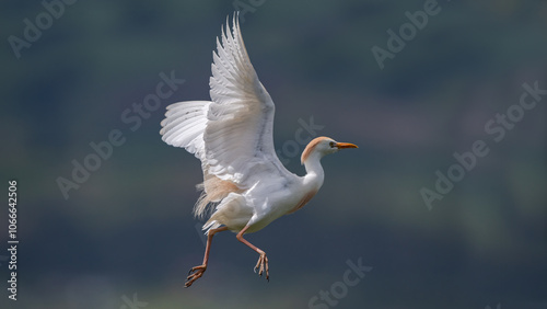 Obraz na płótnie Cattle Egret (Bubulcus Ibis) flying in Chobe National Park w salonie