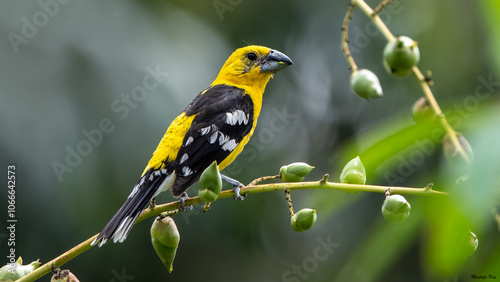 Yellow Grosbeak, Cardinal jaune, Picogrueso Amarillo, Pheucticus Chrysopeplus photo