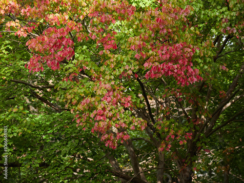 秋の森の紅葉の色付き始めの風景