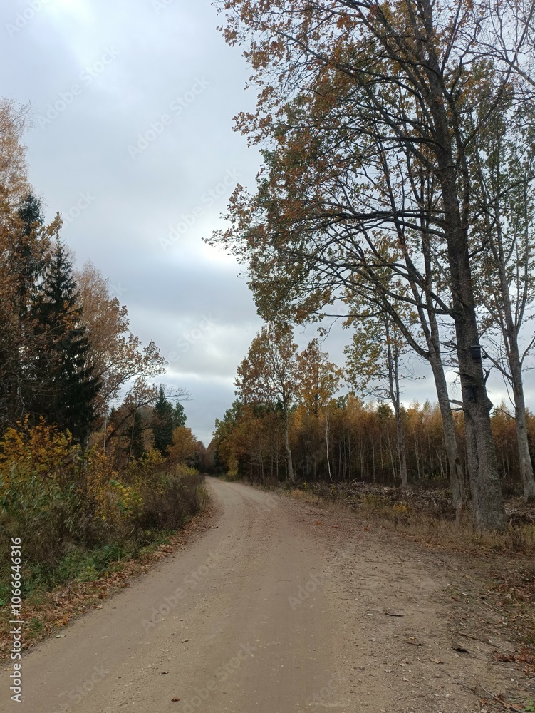 Road in forest in Siauliai county during cloudy autumn day. Oak and birch tree woodland. Cloudy day with white clouds in blue sky. Bushes are growing in woods. Sandy road. Nature. Fall season. Miskas. Road in forest in Siauliai county during cloudy autumn day. Oak and birch tree woodland. Cloudy day with white clouds in blue sky. Bushes are growing in woods. Sandy road. Nature. Fall season. Miskas.