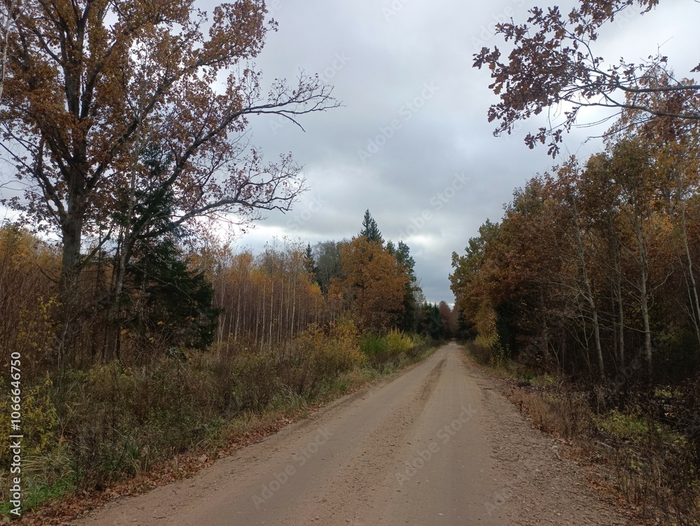 Road in forest in Siauliai county during cloudy autumn day. Oak and birch tree woodland. Cloudy day with white clouds in blue sky. Bushes are growing in woods. Sandy road. Nature. Fall season. Miskas. Road in forest in Siauliai county during cloudy autumn day. Oak and birch tree woodland. Cloudy day with white clouds in blue sky. Bushes are growing in woods. Sandy road. Nature. Fall season. Miskas.