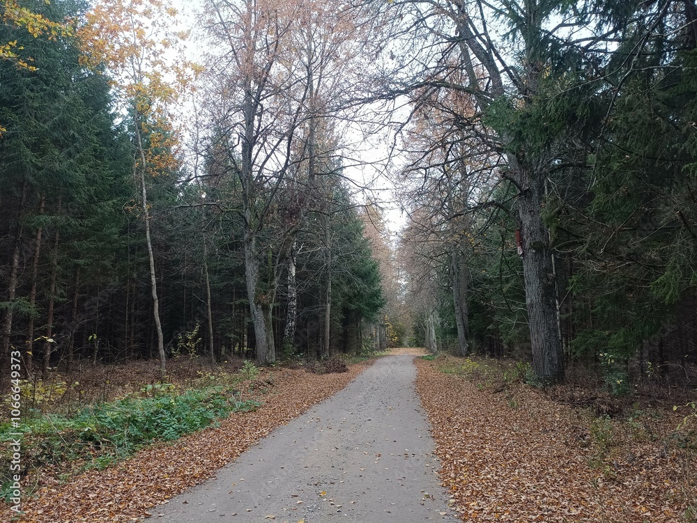 Road in forest in Siauliai county during cloudy autumn day. Oak and birch tree woodland. Cloudy day with white clouds in blue sky. Bushes are growing in woods. Sandy road. Nature. Fall season. Miskas. Road in forest in Siauliai county during cloudy autumn day. Oak and birch tree woodland. Cloudy day with white clouds in blue sky. Bushes are growing in woods. Sandy road. Nature. Fall season. Miskas.