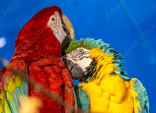 Two colored Macaw parrots are kissing. Lovesick parrots. photo