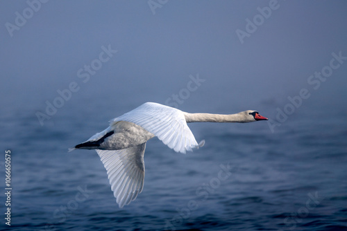 Fototapeta Naklejka Na Ścianę i Meble -  A swan in flight over water in the fog
