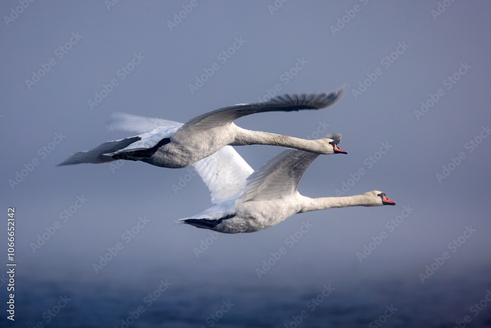 Fototapeta premium A swan in flight over water in the fog