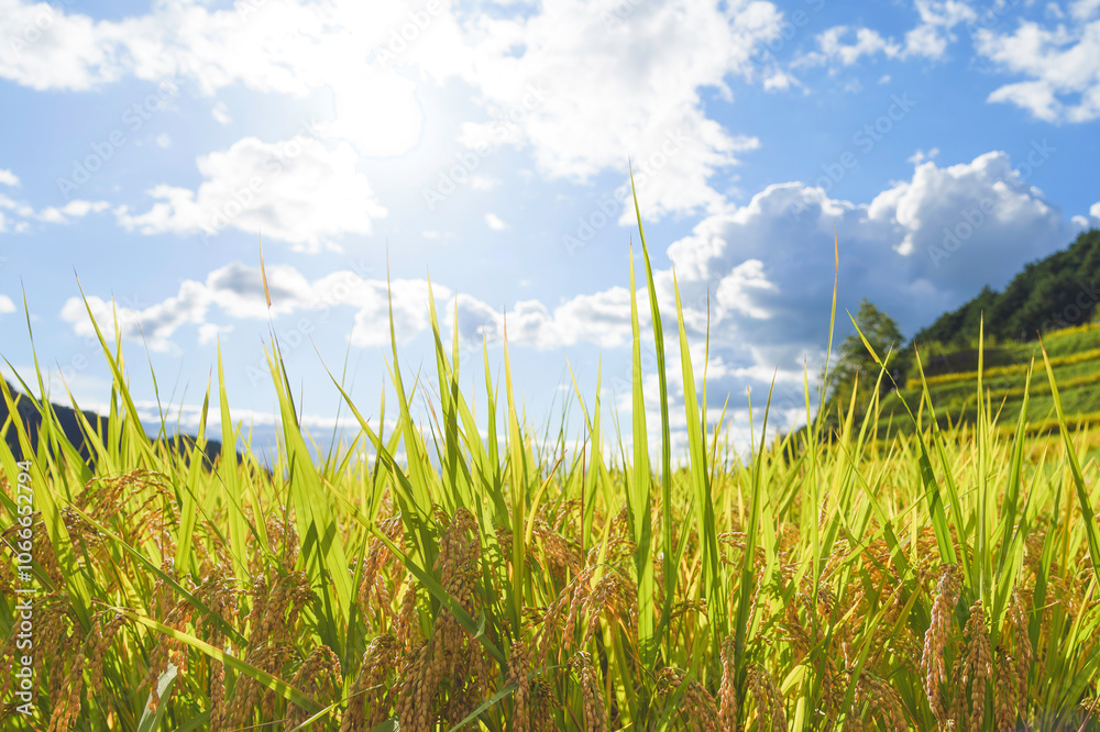 Fototapeta premium Blue autumn sky, rice fields, ears of rice just before harvest