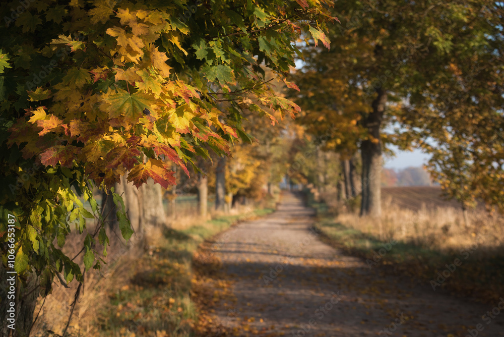 Naklejka premium GOLDEN AUTUMN LANDSCAPE - Colorful maple leaves along a old country road