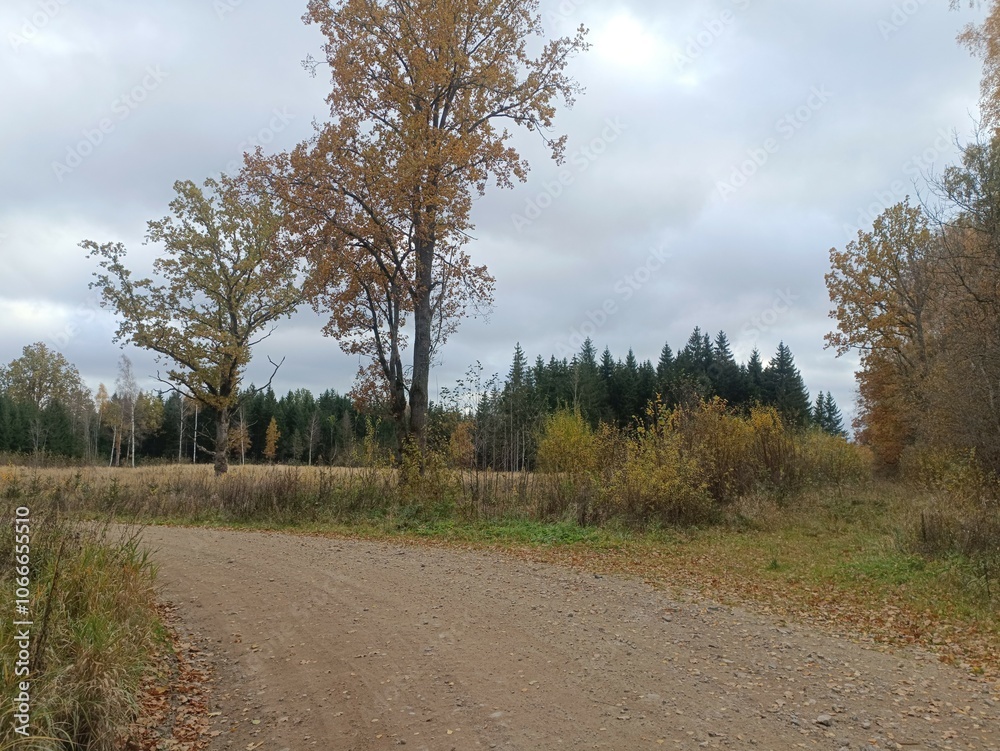 Road in forest in Siauliai county during cloudy autumn day. Oak and birch tree woodland. Cloudy day with white clouds in blue sky. Bushes are growing in woods. Sandy road. Nature. Fall season. Miskas. Road in forest in Siauliai county during cloudy autumn day. Oak and birch tree woodland. Cloudy day with white clouds in blue sky. Bushes are growing in woods. Sandy road. Nature. Fall season. Miskas.