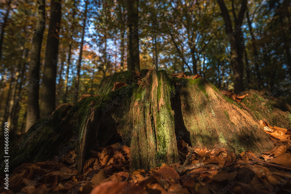 Obraz premium FOREST - Trunk of a cut deciduous tree 