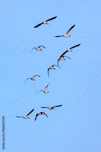 a flock of ducks flying away in the sky