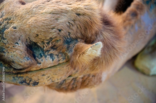 Close-up view of camel skin showing its rough texture and natural patterns, alongside the camel’s ear adapted for desert life