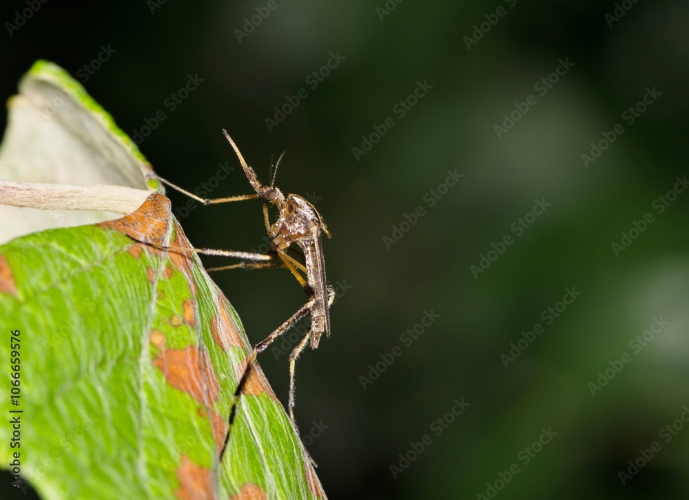 Mosquito Psorophora howardii insect nature West Nile virus Ross River fever Zika Malaria. Mosquito Psorophora howardii insect nature West Nile virus Ross River fever Zika Malaria.