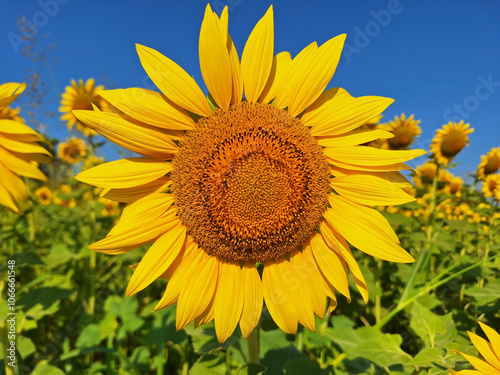 A large sunflower grows in a field against a blue sky on a sunny day. photo