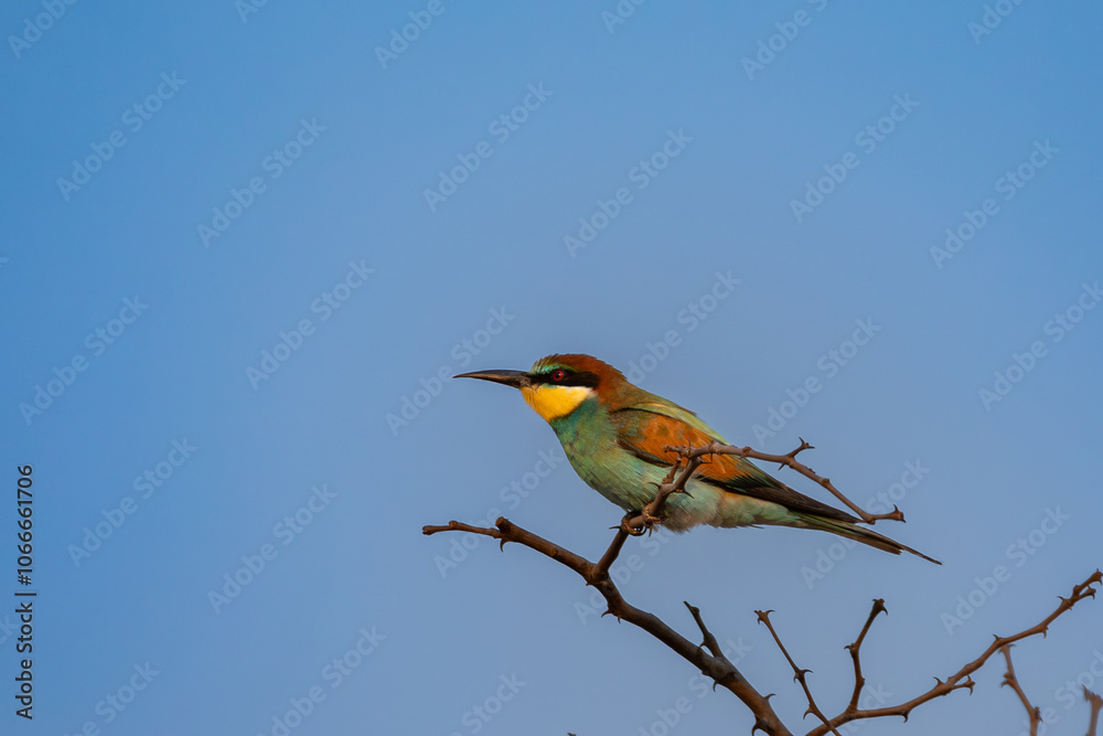 Obraz premium Little bee-eater