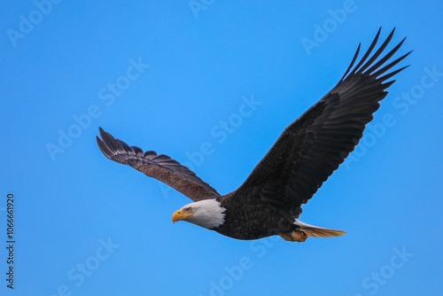 Bald eagle