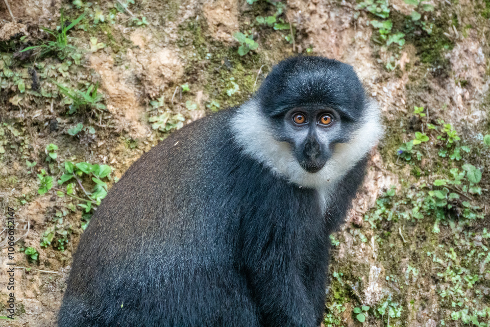 Obraz premium A black and white Bearded monkey is peacefully sitting in the tall grass