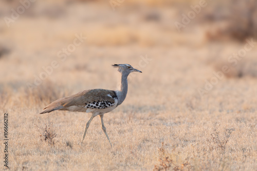 Kori Bustard