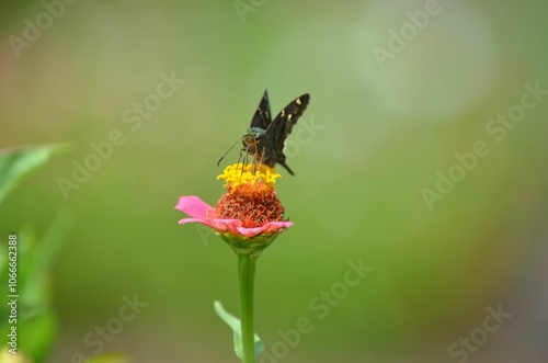 Close-up of a long-tailed skipper perched on a vibrant pink flower in a lush green garden. Georgia photo