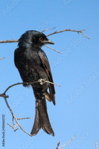 Fork-tailed drongo photo