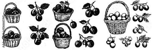 In this sketch, plums are displayed in a basket, hand-drawn image of harvest, isolated design elements from a garden agriculture.