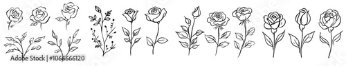 The leaves of a garden rose are drawn by hand. This is a modern illustration.