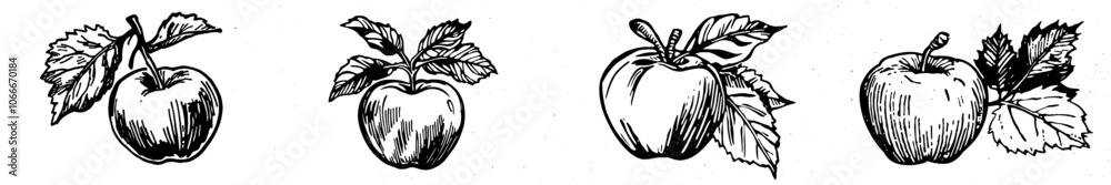 The illustration is a hand drawn engraving style illustration of apple fruit. The illustration is a hand drawn engraving style illustration of apple fruit.