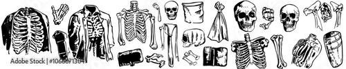 Hand drawn illustration of skeletal system, bones and joints. Set of anatomy doodles.