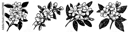 Modern watercolor clipart of jasmine flower, isolated on a white background, illustration, graphic logo, drawing design.