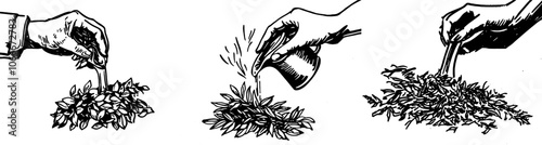 Hands sprinkle dried tea leaves on background. White and black line art illustration. Sketch of a bunch of herbs and spices. Changeable food production clipart.