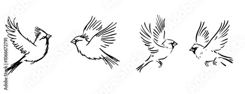 Ink illustration of a Cardinal bird. Birds in black and white. Animal line illustration. Flying and sitting birds. Isolated on white.