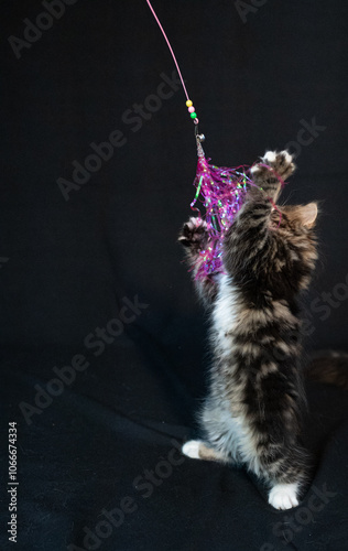 Sibirian cat photographed in front of black background photo