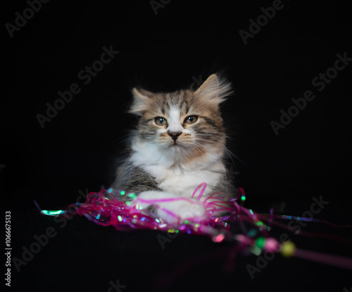 Sibirian cat photographed in front of black background photo