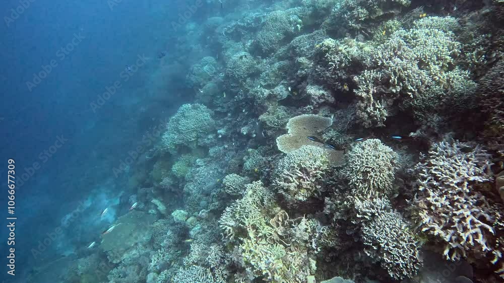 Fish dart among the corals on a tropical reef. Fish dart among the corals on a tropical reef.