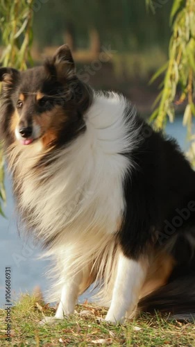 Tricolor Rough Collie, Funny Scottish Collie, Long-haired Collie, English Collie, Lassie Dog Posing Outdoors In Autumn Day. Portrait photo