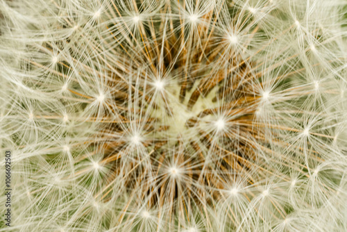 Closeup of dandelion blowball 