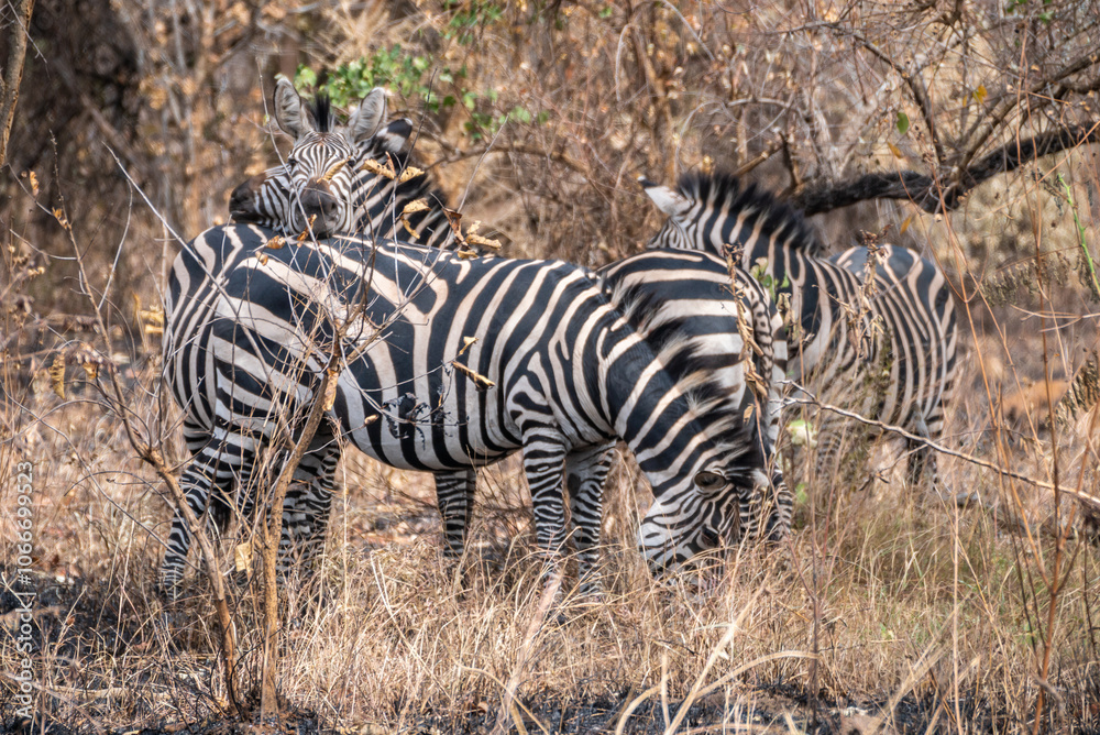 Zebras are standing together in a field filled, Akagera National Park Rwanda Zebras are standing together in a field filled, Akagera National Park Rwanda