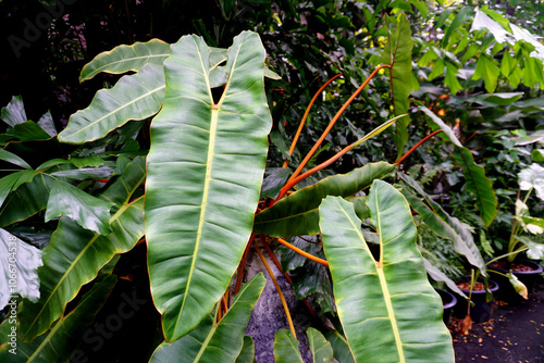 Close up shot of plant name Philodendron billietiae photo