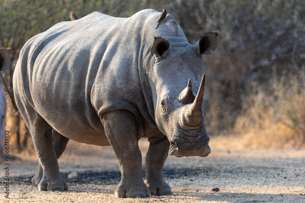 Obraz premium White rhino ready to charge