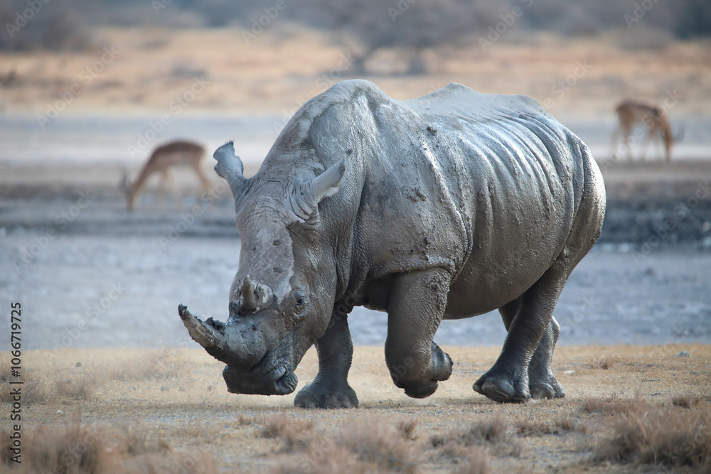 Obraz premium Mud on the move 1